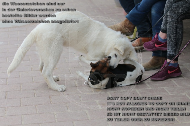 s_IMG_5742.JPG